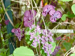 fleurs d akebia kinata
