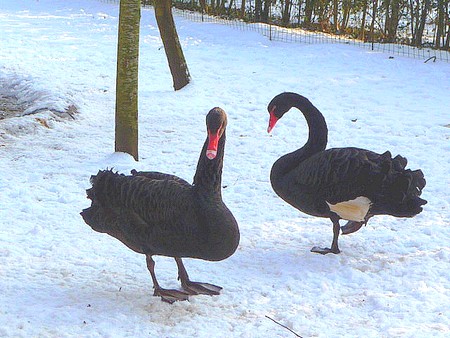 les cygnes noirs