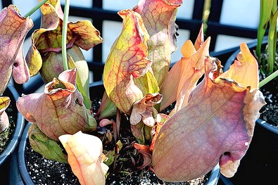 Sarracenia  purpurea