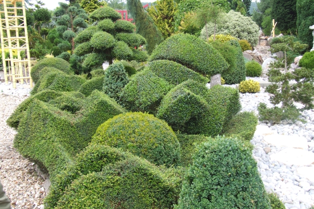 Les moutonnements en Ligustrum delavayanum peu rustique.