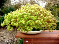 Acer palmatum ' Kiyohime'