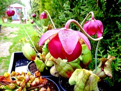 Sarracenia en fleur au printemps.