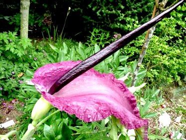 dracunculus vulgaris