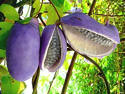 fruit d akebia quinata
