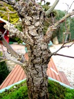 Acer palmatum 'Arakawa' remarquable par son écorce.