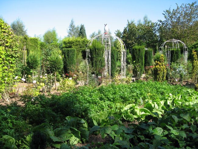 Le jardin de légumes anciens.