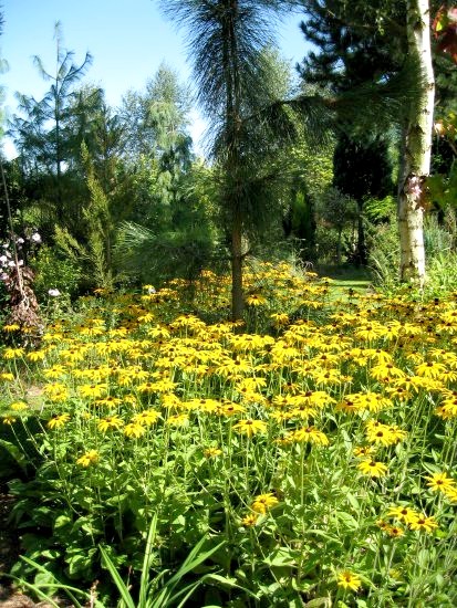 massif de fleurs chez LY