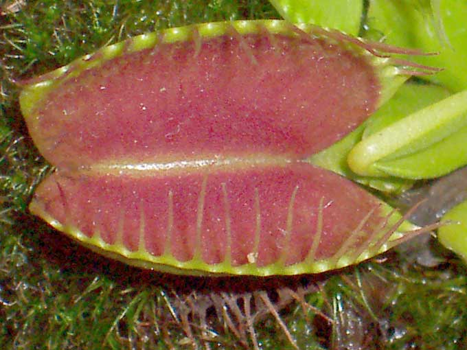 Dionaea muscipula