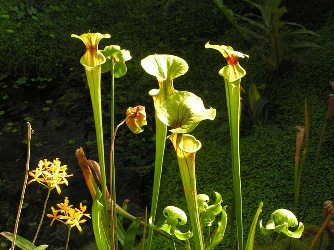 Sarracenia