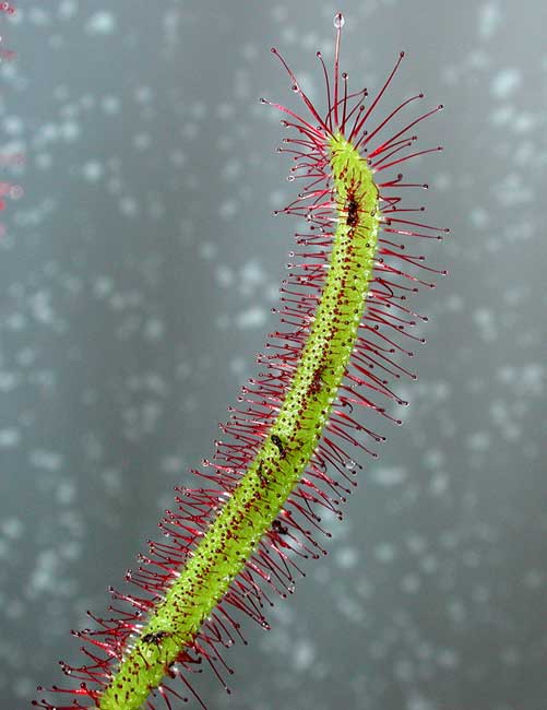 Drosera